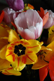 bouquet of tulips